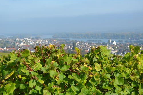 Blick auf den Rhein von Schloss Johannisberg